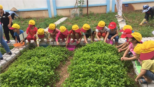 Các bé trường MN Đặng Xá tích cực tham gia hoạt động trải nghiệm tại vườn rau sạch trong trường